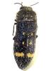 Acmaeoderella flavofasciata